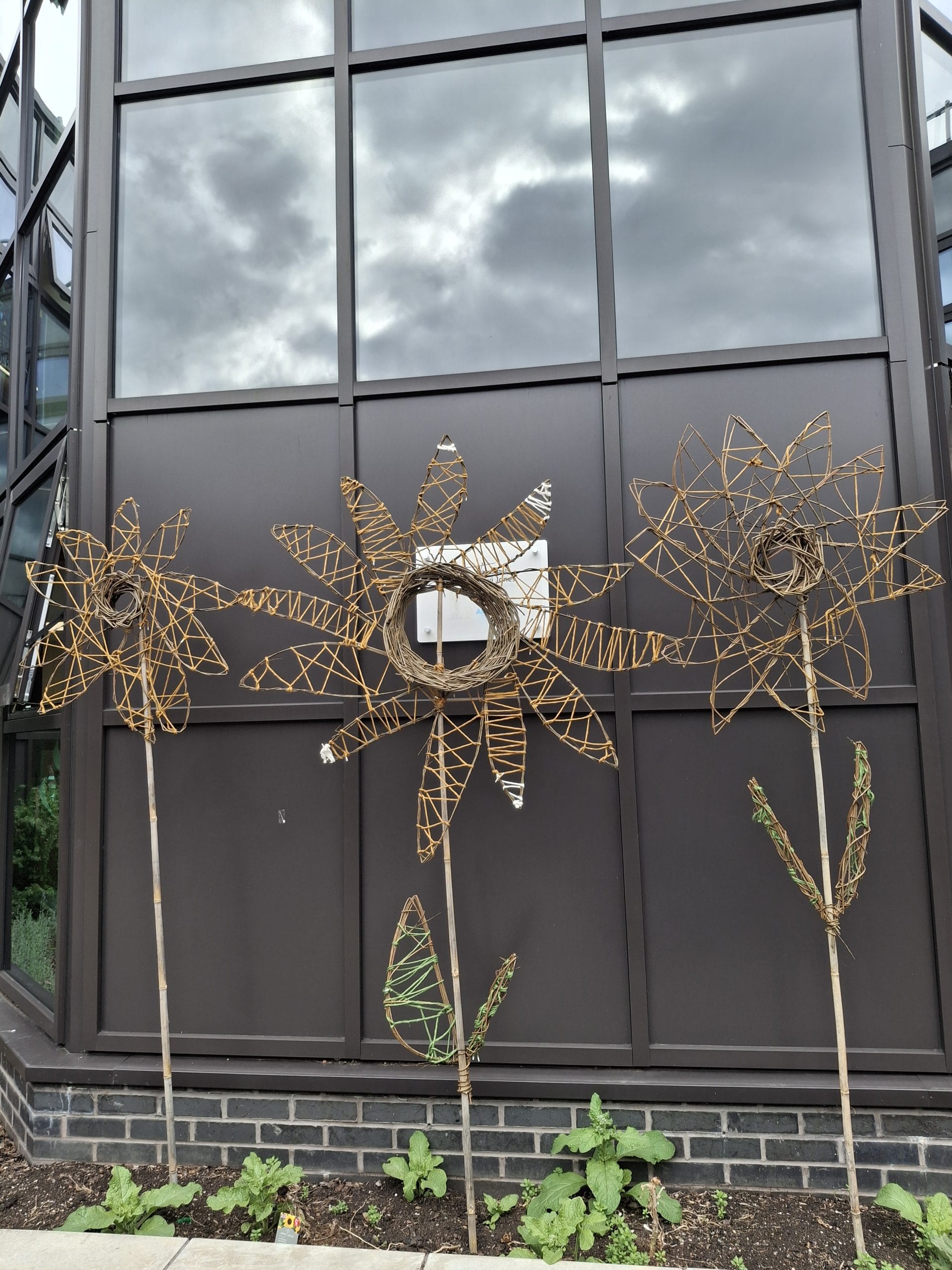 SFH willow sunflowers 1 (1)